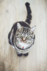 Är det dags att klippa kattens klor?