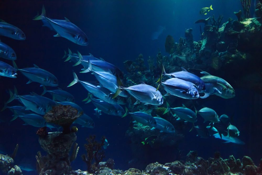 Fiskar i akvarium - En fascinerande värld under vattenytan