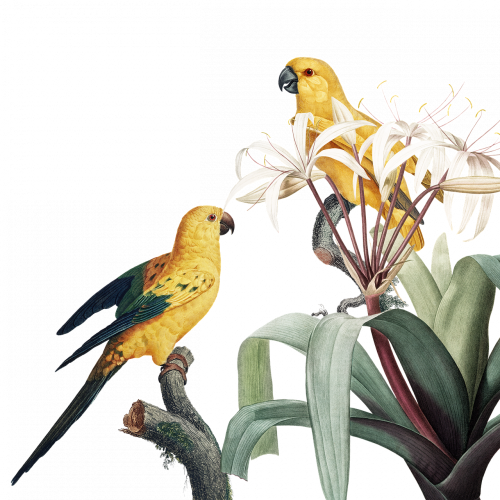 En omfattande guide till tärna fågel: typer, mätningar och historisk genomgång
