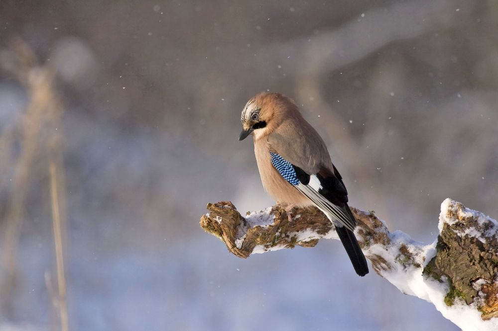 Blå fågel - en fascinerande varelse på flera nivåer