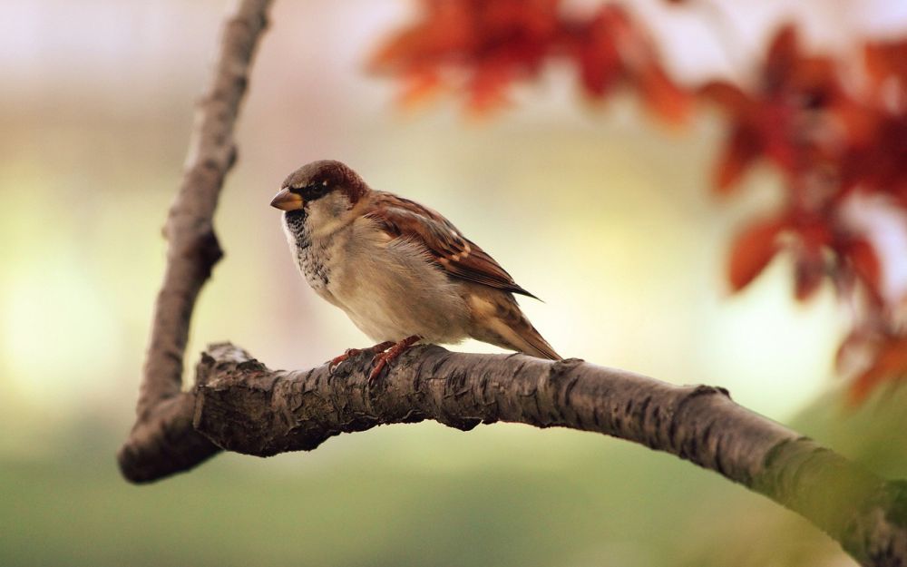 Fågel som husdjur: En grundlig och upplysande guide för fågelälskare