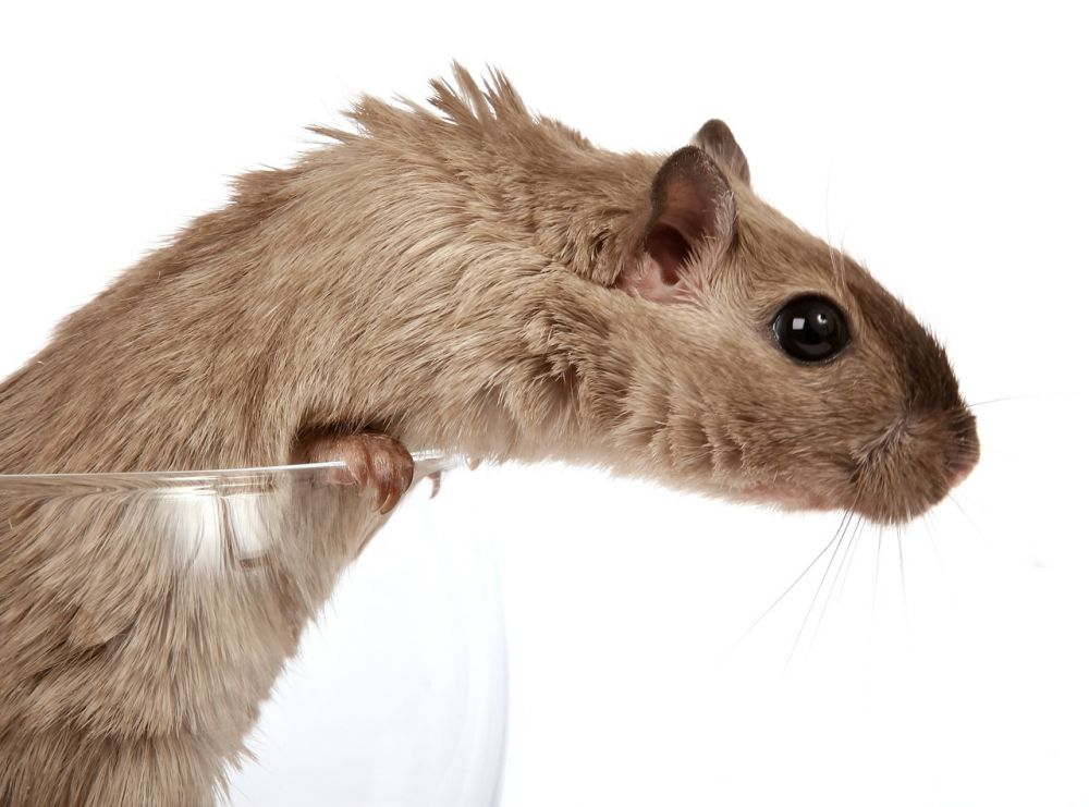 Hamsterhage: För ett lyckligt och stimulerande liv för din pet