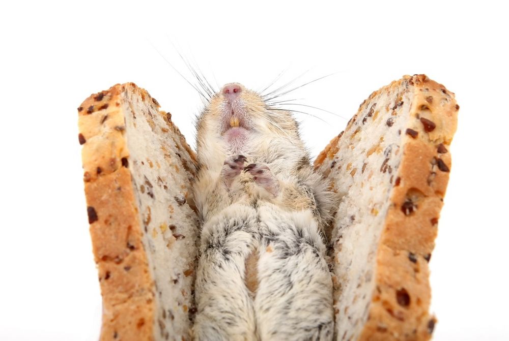 Hamster livslängd: En grundlig översikt och analys