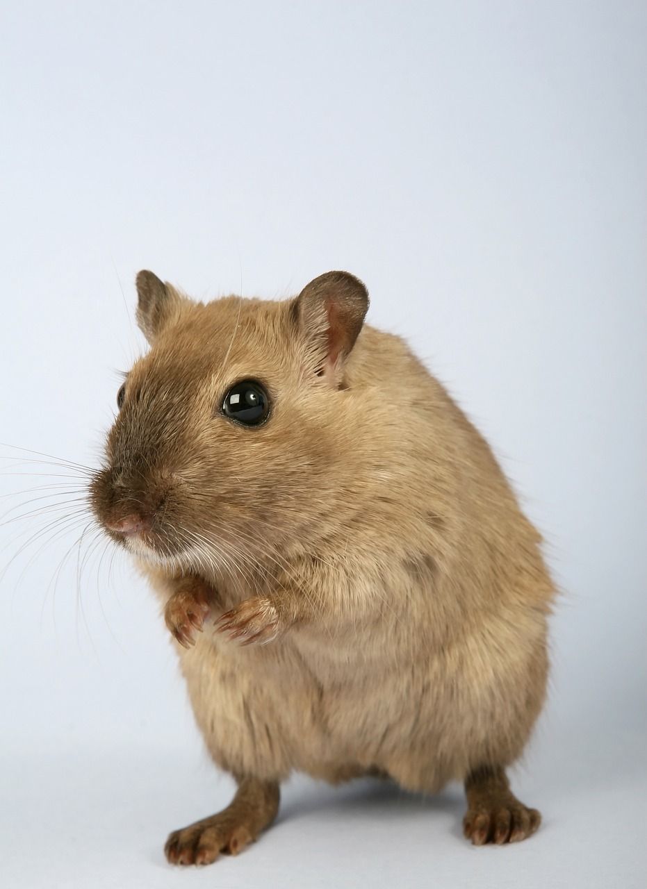 Hamster Live: En Fullständig Översikt