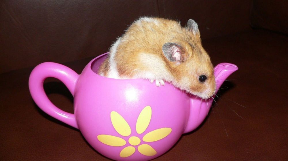 Hamster Raser: En Fördjupande Översikt
