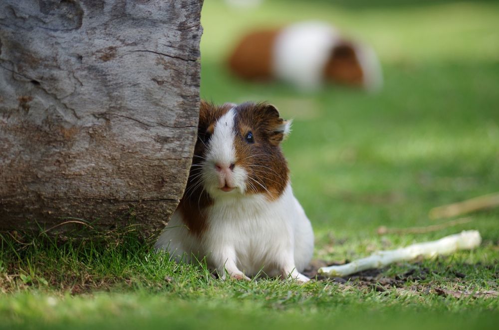 Hamster Mat: En översikt över nutrition för ditt sällskapsdjur