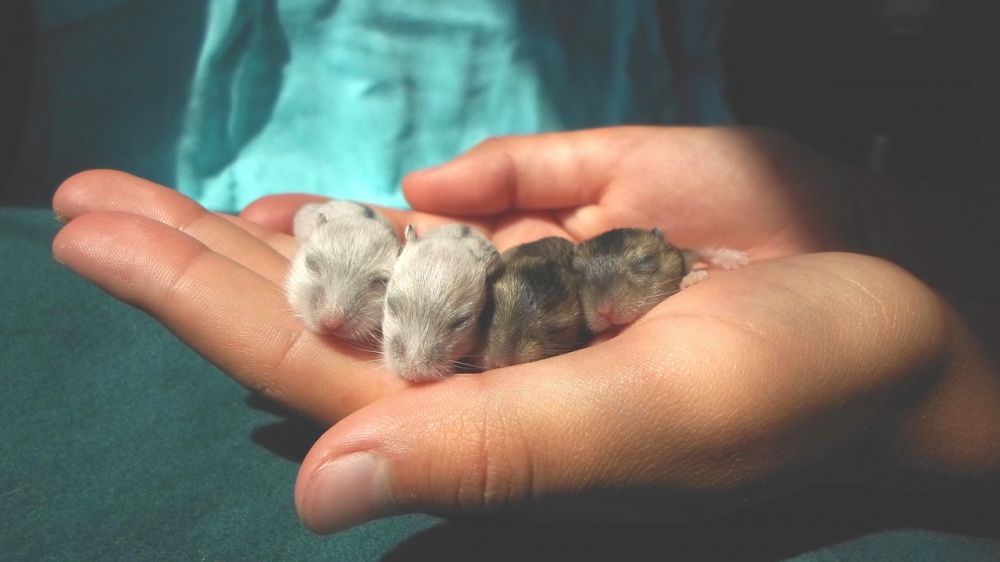 Arab hamster: En omfattande översikt av en älskad liten husdjur