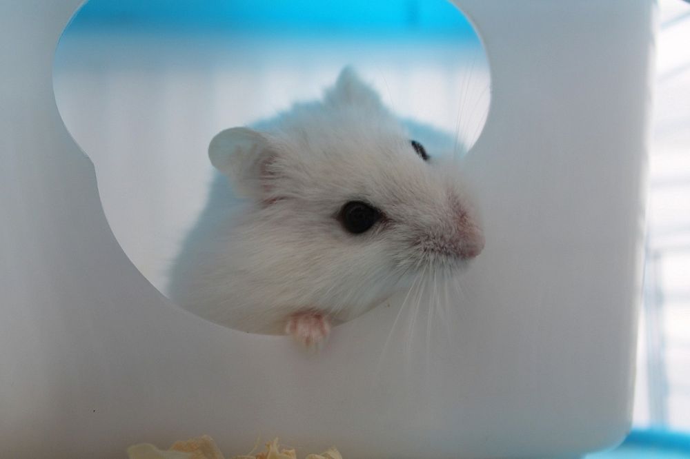 Hamster köpa: En Grundlig Guide för Potentiella Ägare