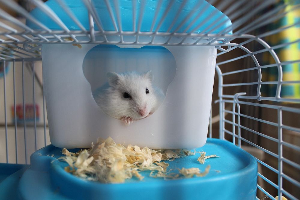 Fakta om hamster - En grundlig översikt och presentation