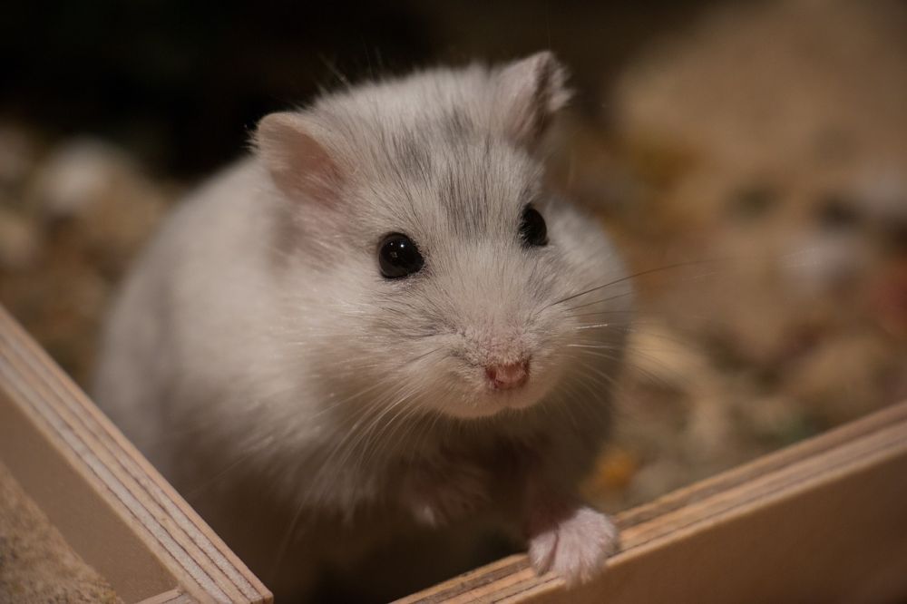 Vit hamster - Den populära och mångfacetterade smågnagaren