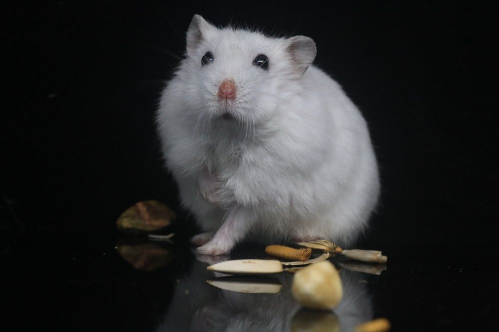 Svart hamster: En fascinerande och unik art