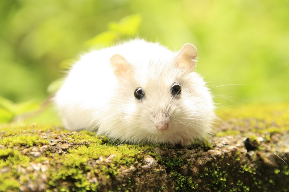 Hamster köp: En djupdykning i populariteten och variationen av hamsterköp