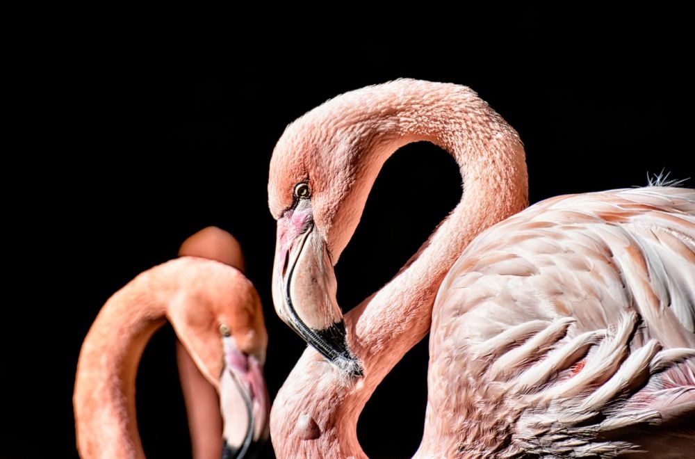 Den Heliga Fågeln: En Fascinerande Varelse som Väcker Nyfikenhet