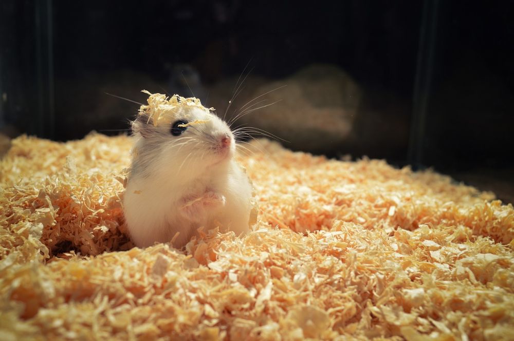 Hamsterfakta: En djupdykning i den älskade gnagarens värld