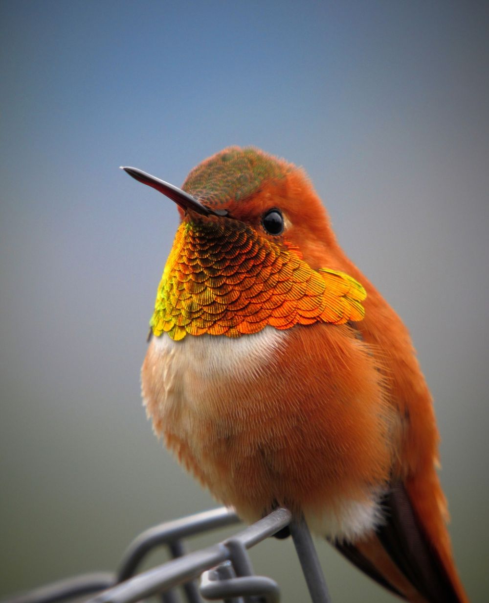 Skarv fågel: En Grundlig Guide till Denna Fascinerande Art