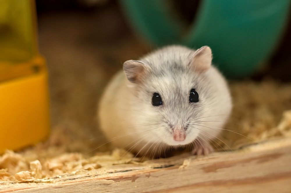 En djupdykning i hamster saker: En omfattande guide för hamsterägare