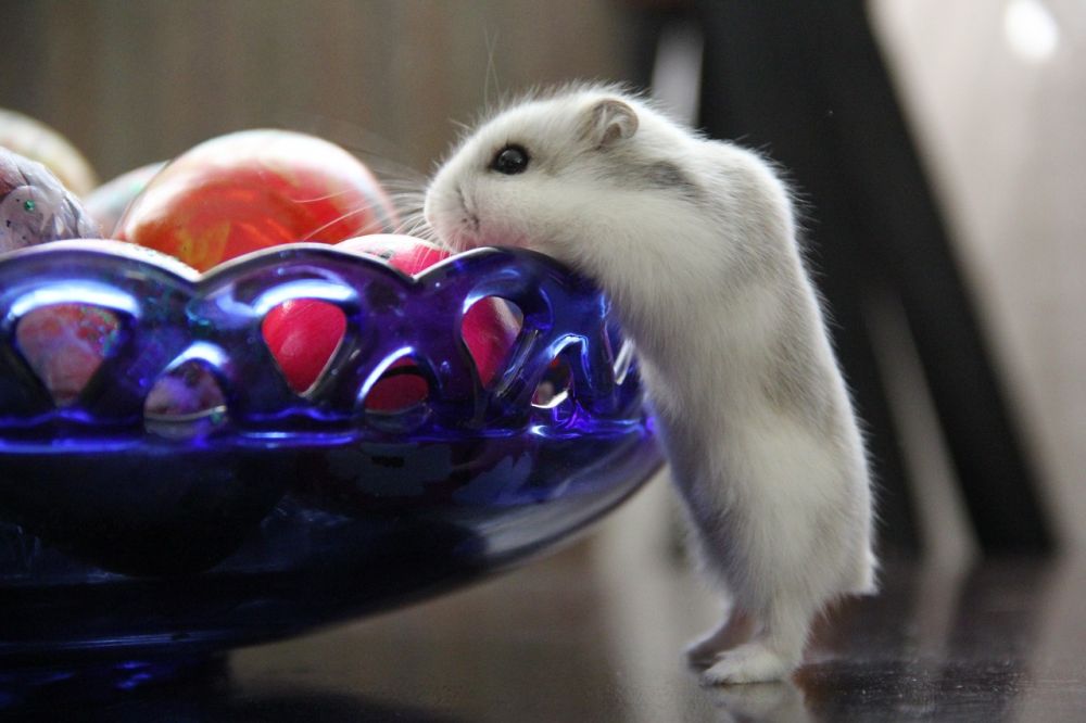 Hamster leksaker: En komplett guide för att hålla din lilla vän lycklig och stimulerad