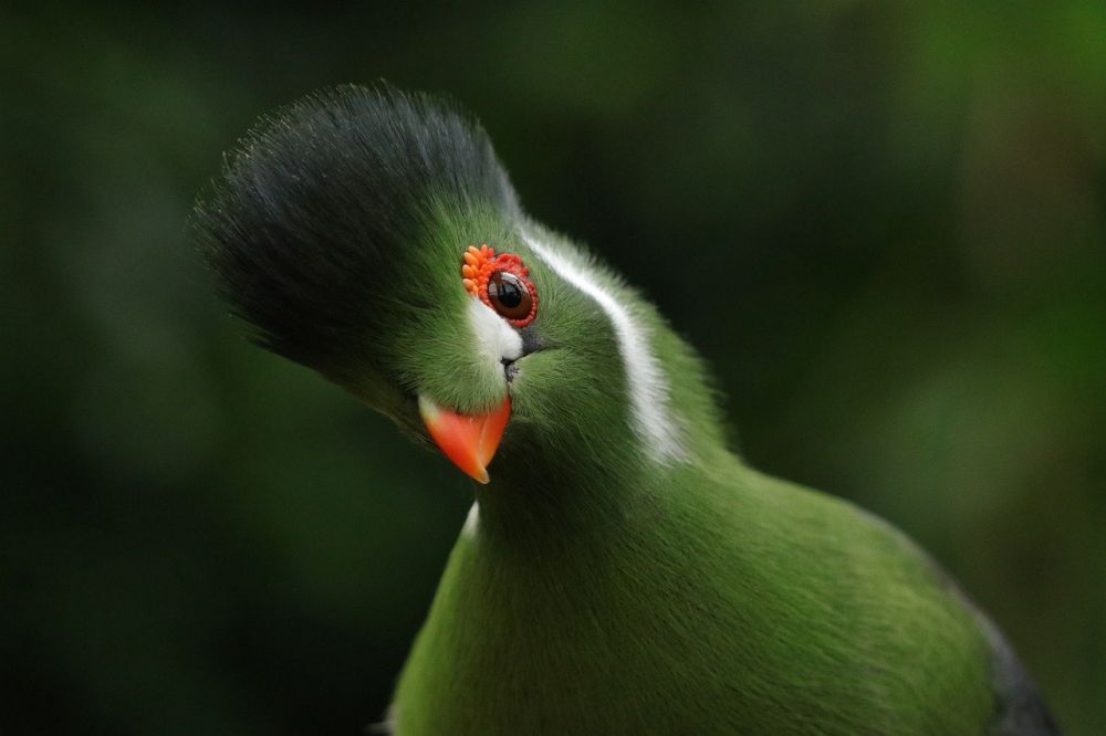 Fågel med skägg: Utforska den unika världen av dessa fascinerande varelser