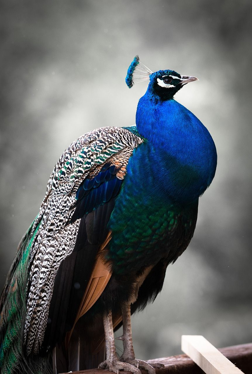 Svartvit fågel - En fascinerande varelse med en mångfaldig karaktär