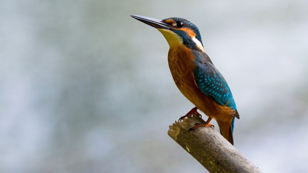 Utdöda fåglar: En djupdykning i deras fascinerande värld