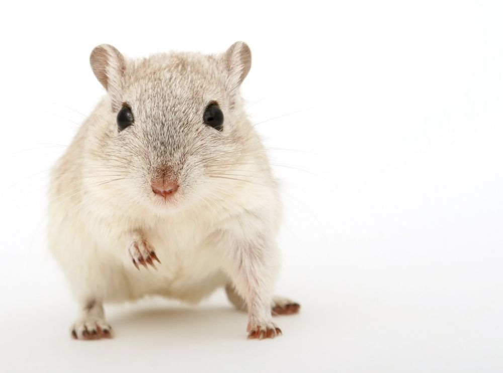 Cute Hamster: En fördjupad titt på dessa bedårande små varelser