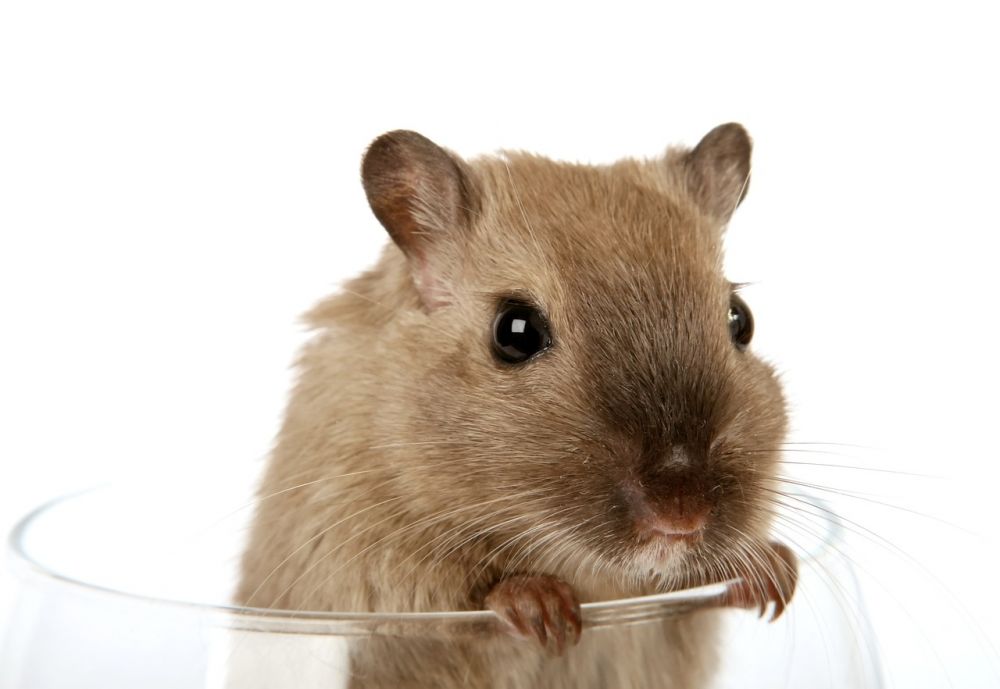 Långhårig hamster: En mångfasetterad varelse
