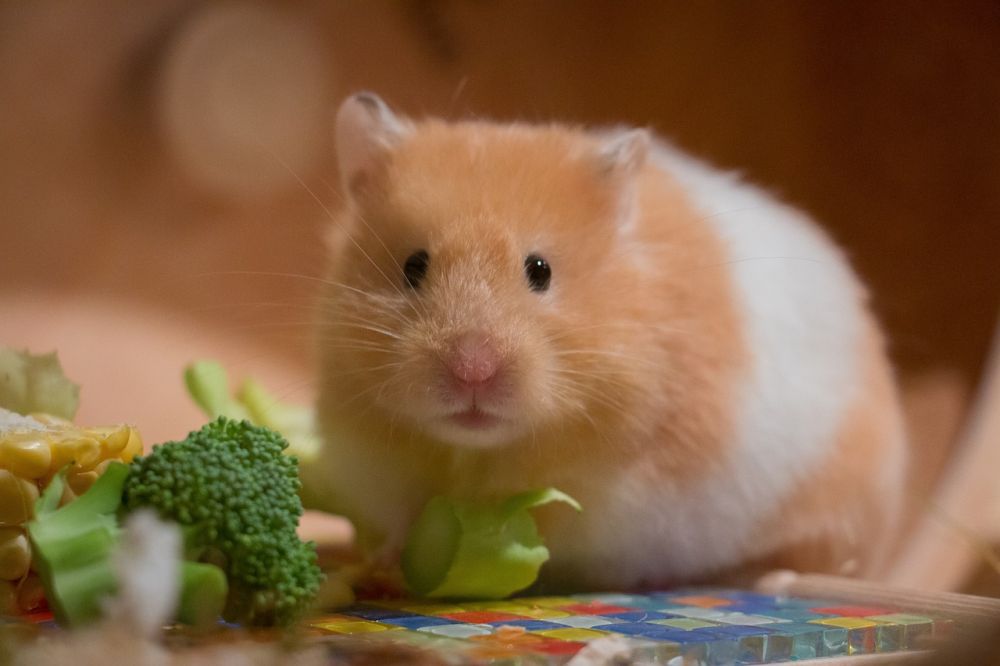 Hamster Tumors: A Comprehensive Overview