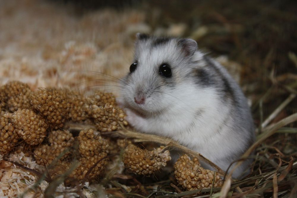 Hamster Sandbad: Det ultimata stälmningen för ditt husdjur