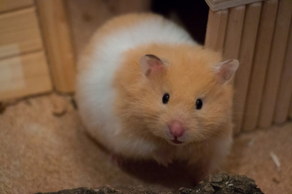 Världens Minsta Hamster: En Fascinerande Överblick