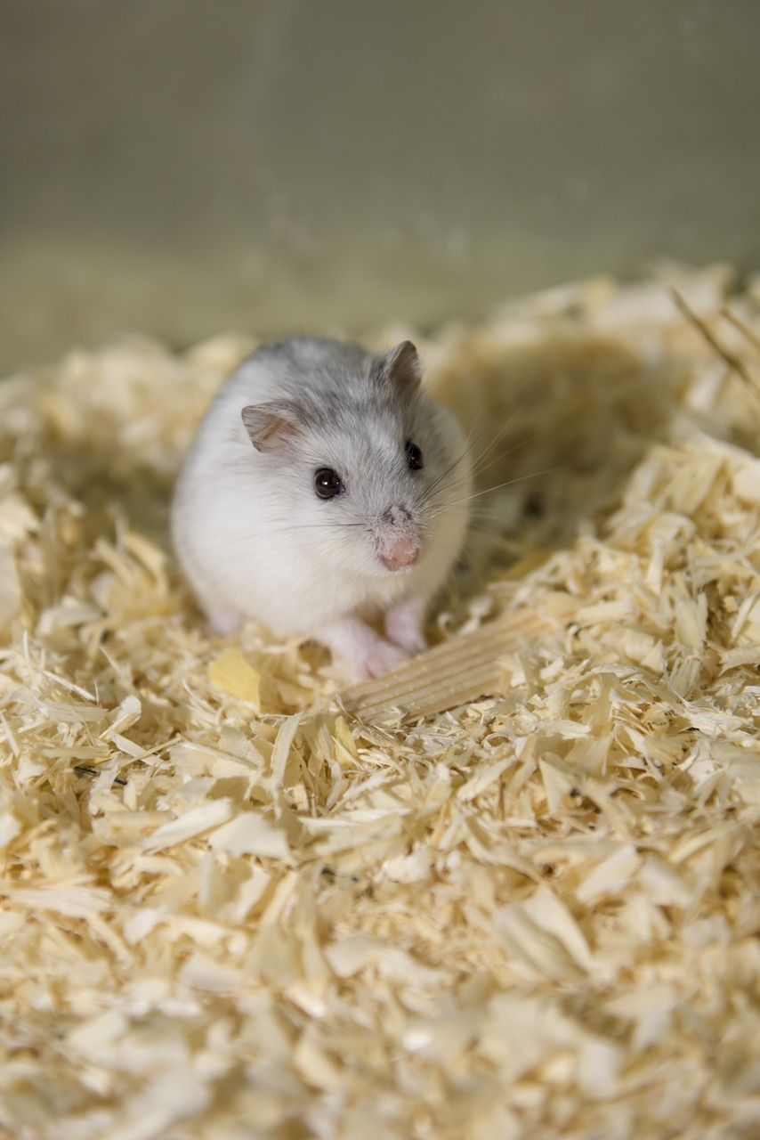 Hamster transportbur - Säkerhet och Komfort för Ditt Husdjur