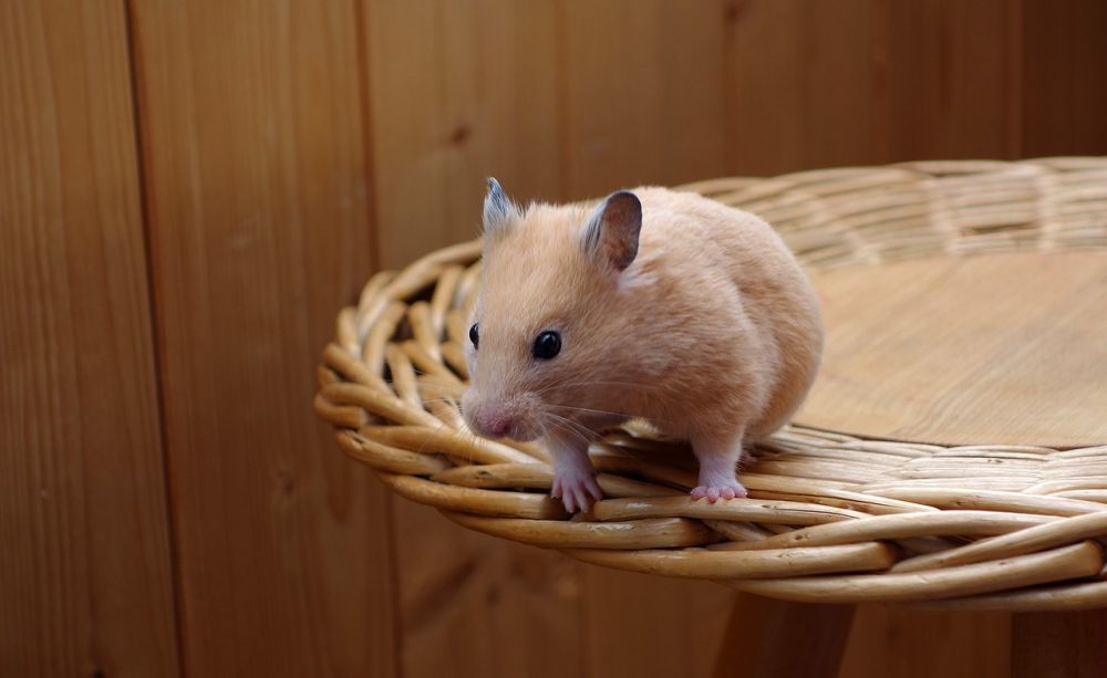 Hamster Rör: En Djupgående Undersökning av Dessa Populära Husdjursartiklar