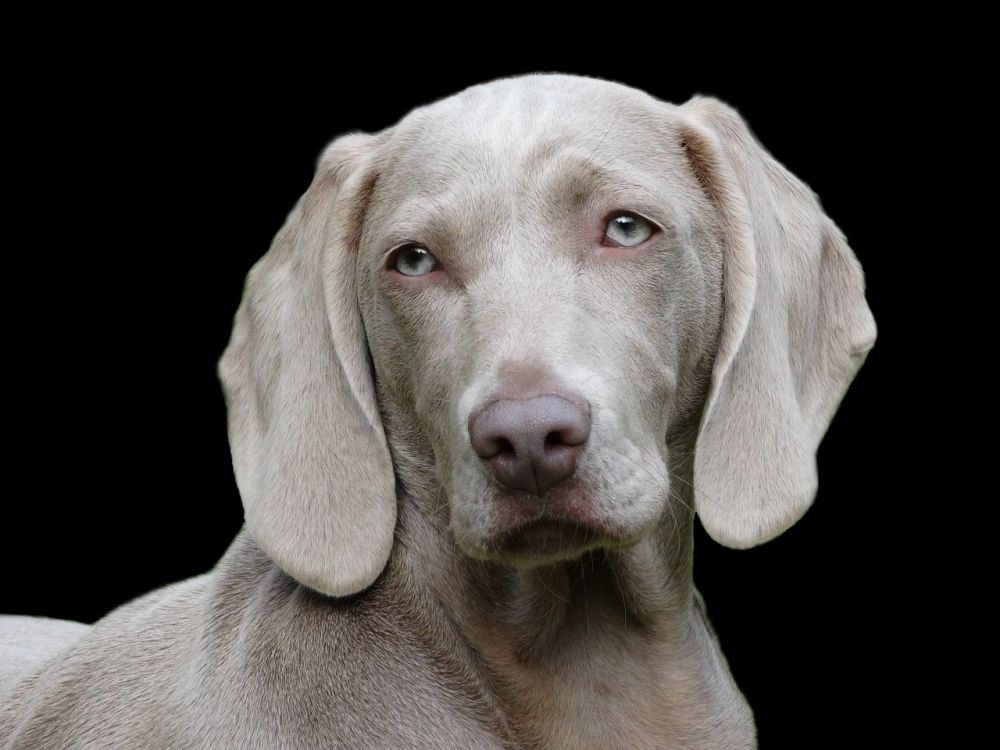 Lucky Lukes hund: En lojal följeslagare och sin tids ikon