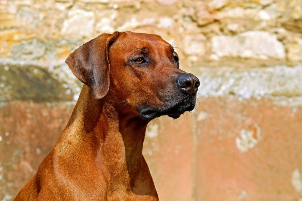 Laika Hund - En Fördjupning av Rasen för En Online Tidning