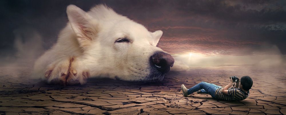 Lassie hund - den lojala och älskade rasen