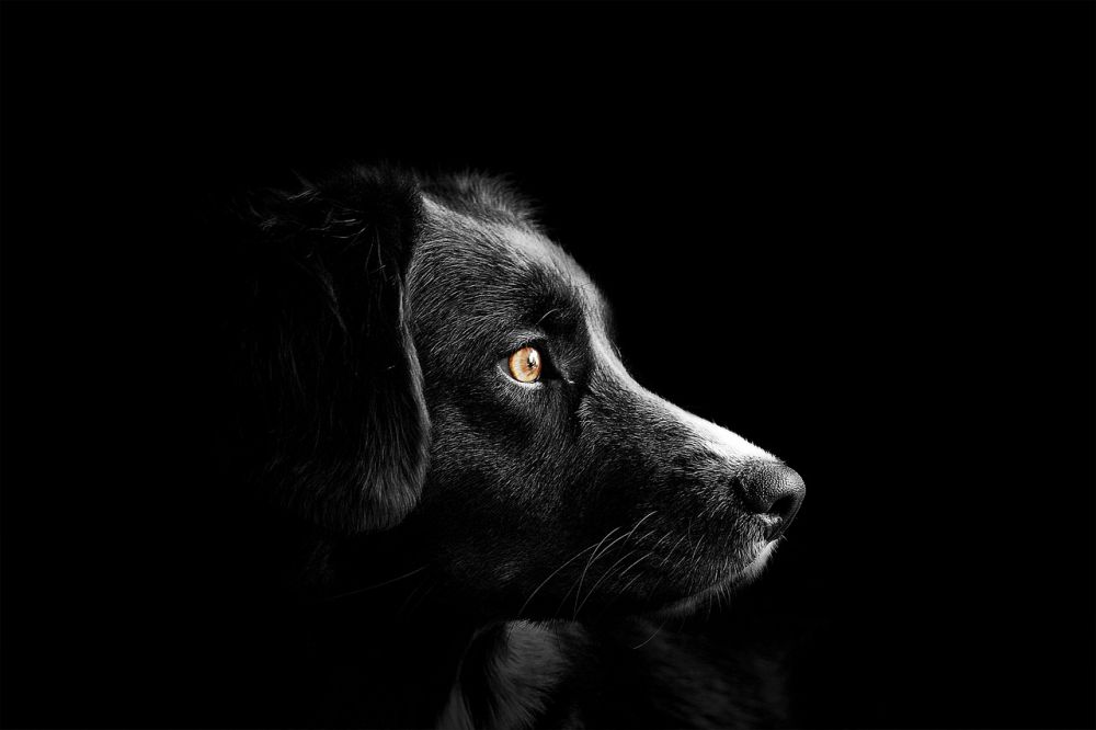 Fralla hund: En grundlig översikt av den populära rasen