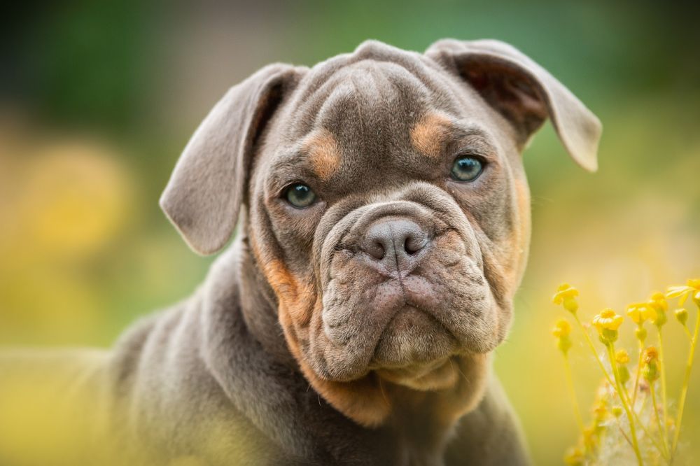Lugnande till hund: En fördjupande titt på olika metoder för lugnande effekt hos hundar