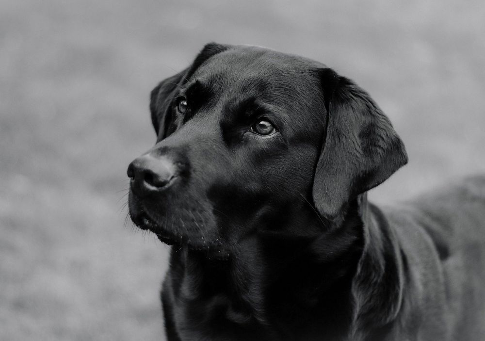 Ett andra hem för din hund – hunddagis i Sollentuna