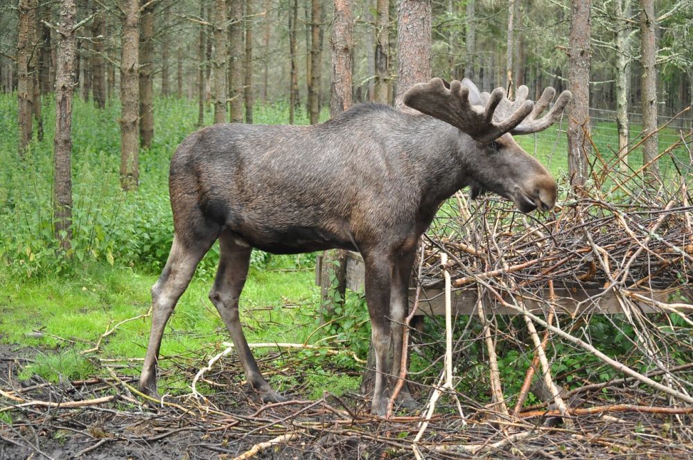 Elchsafari: En oförglömlig upplevelse i Smålands skogar