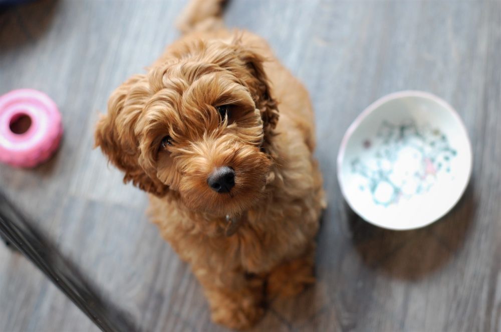En djupdykning i Australian Labradoodle