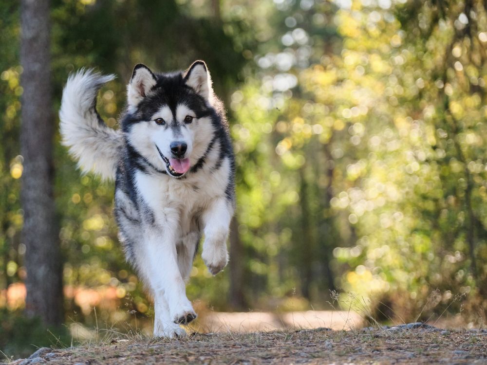 Den krocksäkra hundburens betydelse för säker biltransport