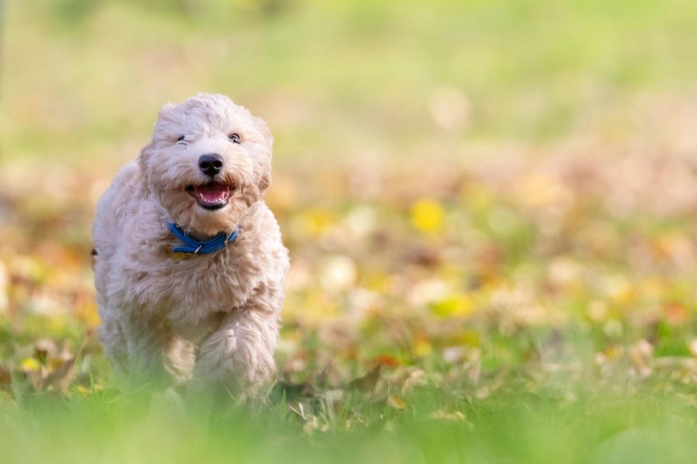 Hunddagis tibro  trygg vardag för både hund och ägare