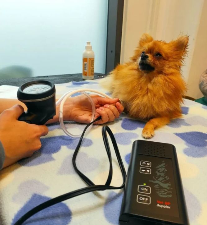 Veterinär i skåne  trygg vård för hund och katt